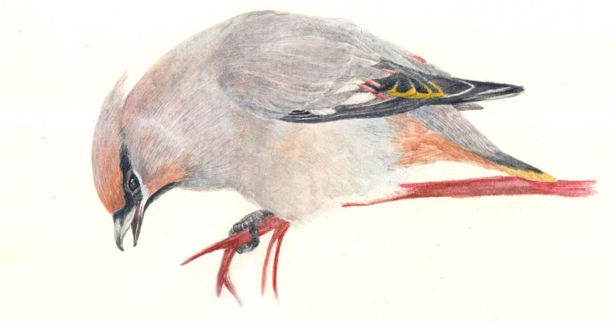 Дрозд свиристель Крымский