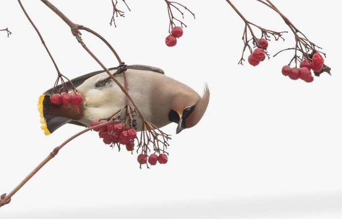 Клест Снегирь свиристель