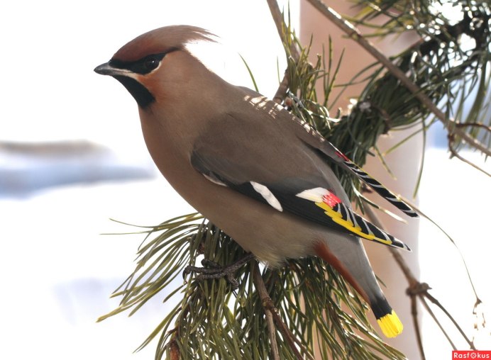 Птицы Московской области свиристель