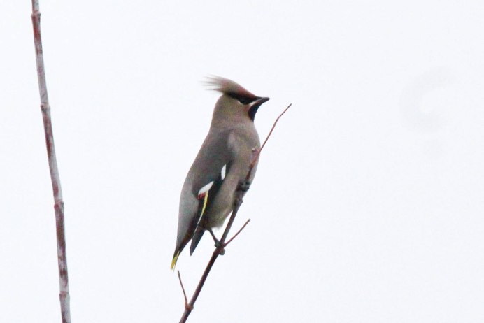 Серый шёлковый свиристель