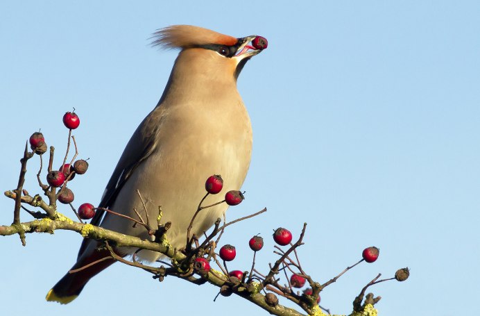 Карточка свиристель для детей