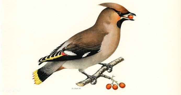 1222 Свиристели