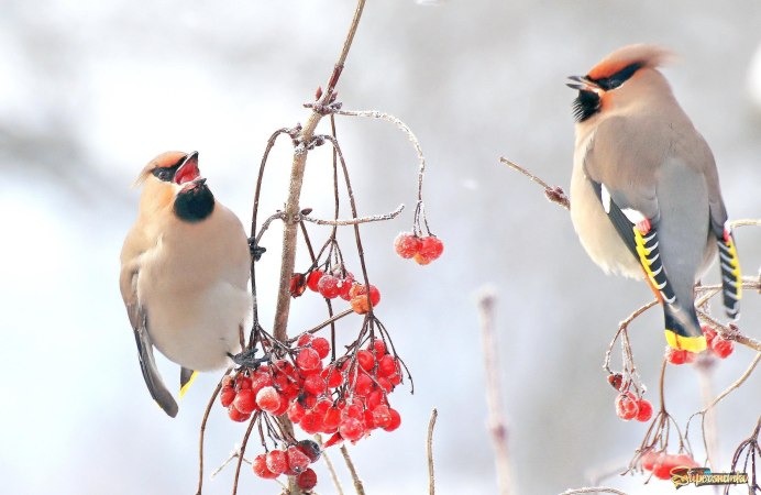 Портрет свиристеля