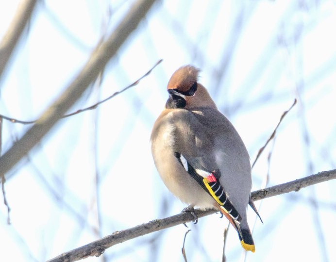 Сорокопут свиристель