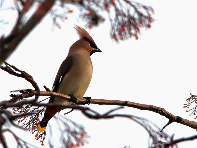 Трафарет свиристель на ветке