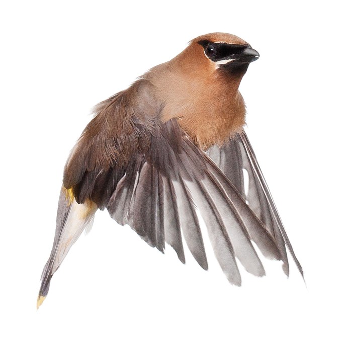 Свиристель на прозрачном фоне