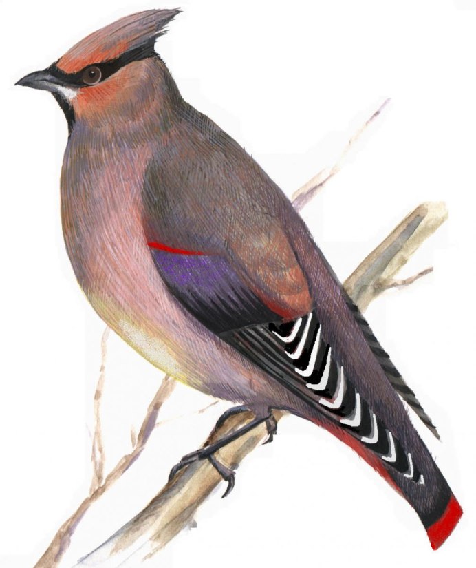 Свиристель (Bombycilla garrulus)