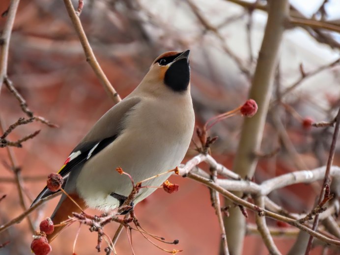 Дятел на прозрачном фоне