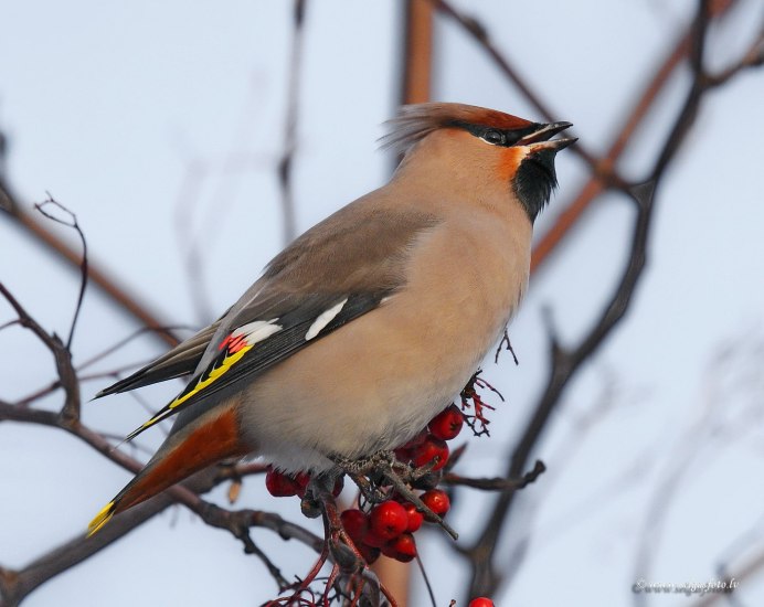 Свиристель энциклопедия