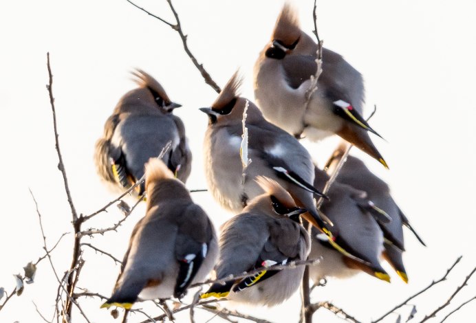 Свиристель птицы зимой на прозрачном фоне