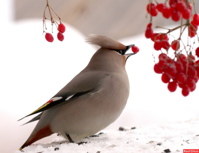 Свиристель на белом фоне