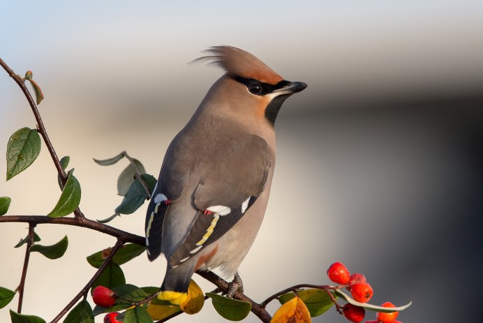 Дрозд с хохолком