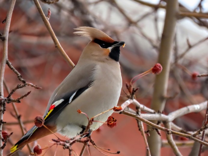 Снегирь синица свиристель