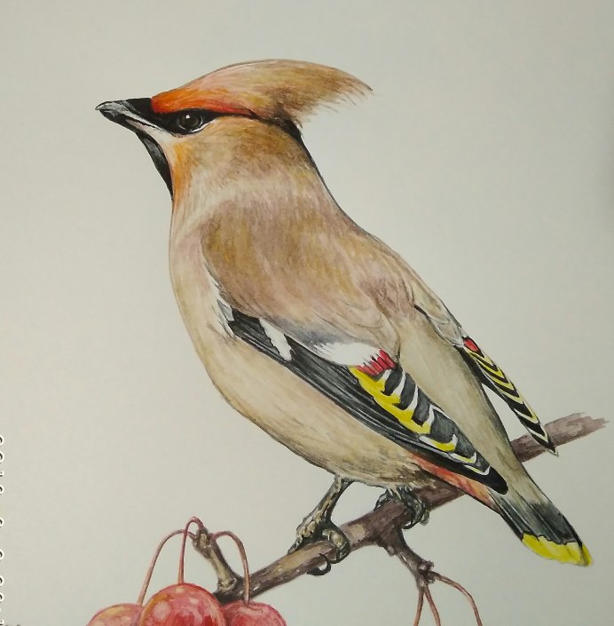 Хохлатые свиристели