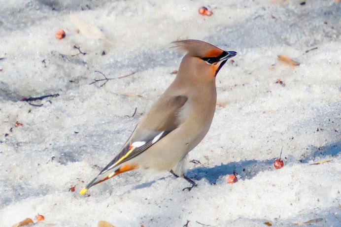 Свиристель клипарт