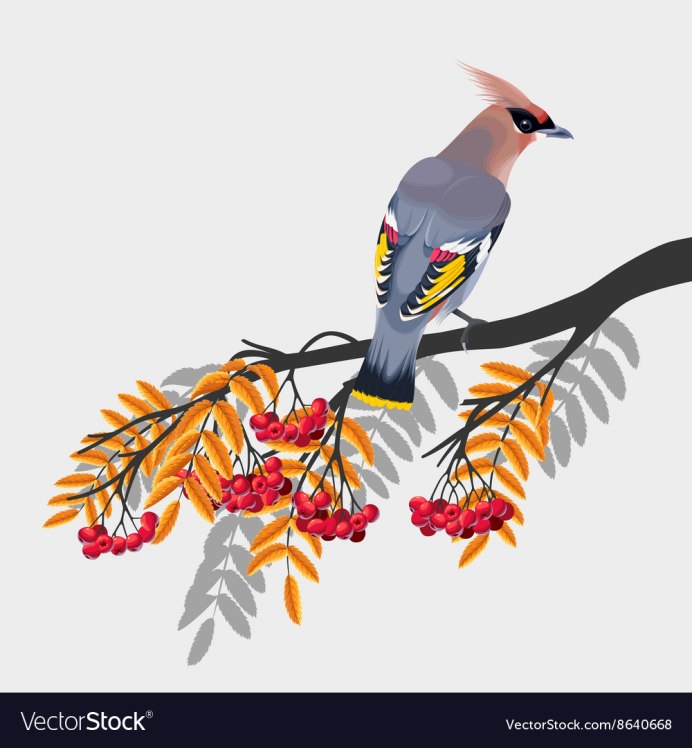 Свиристель боярышник