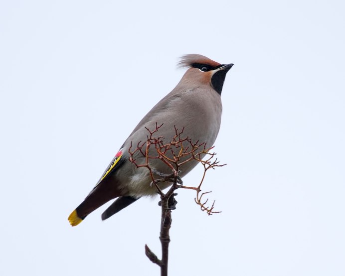 Свиристель на прозрачном фоне