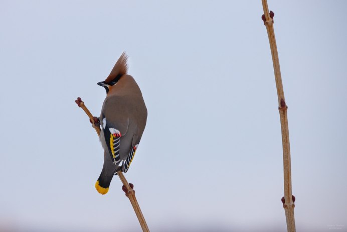Свиристели зимой на прозрачном фоне