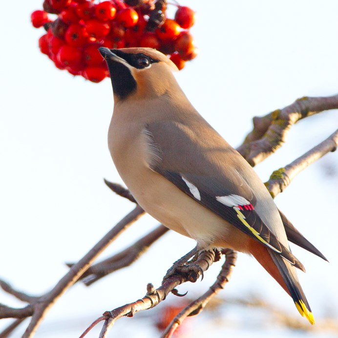 Чёрный шелковистый свиристель