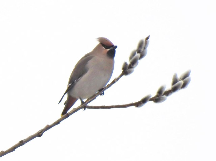 Свиристель на белом фоне