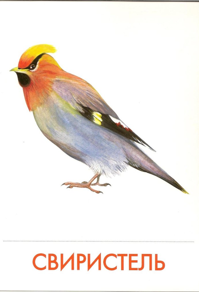 Свиристель на прозрачном фоне