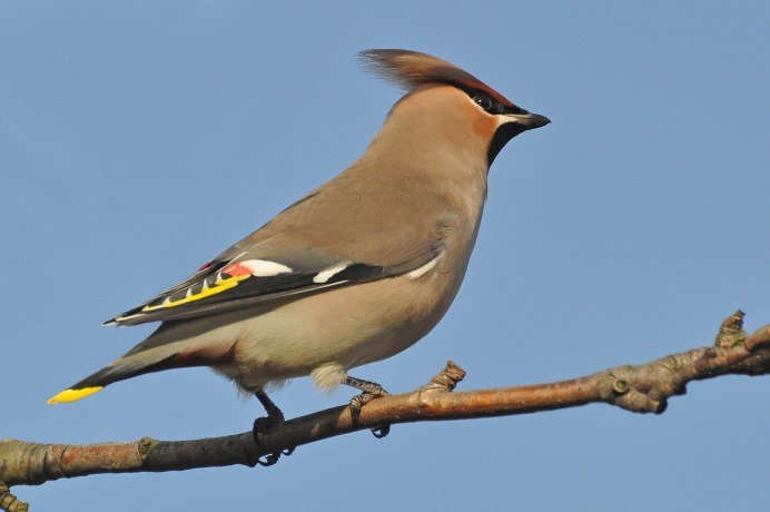 Свиристель сбоку