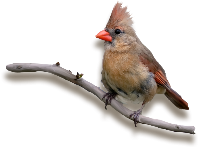 Свиристель на белом фоне