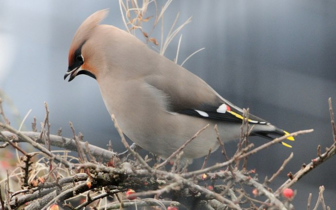 Свиристель зимующая птица для детей