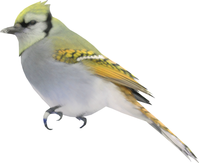 Свиристель и Снегирь