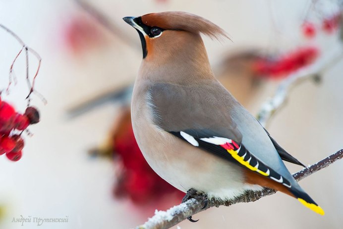Свиристель птица описание