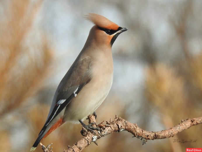Птенец свиристели