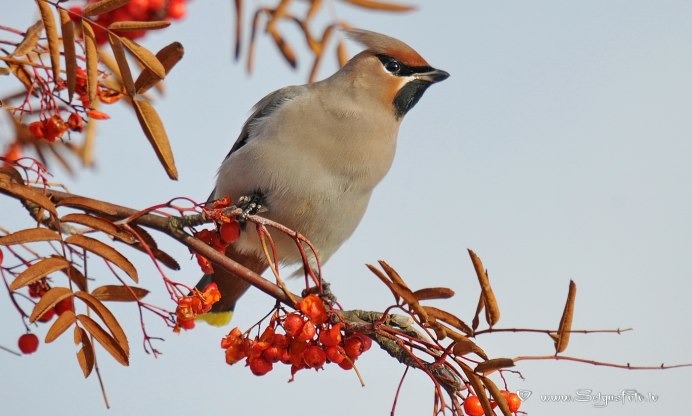 Хохлатая свиристель