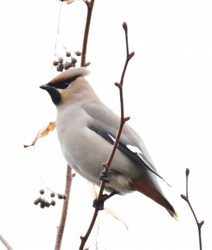 Чёрный шелковистый свиристель