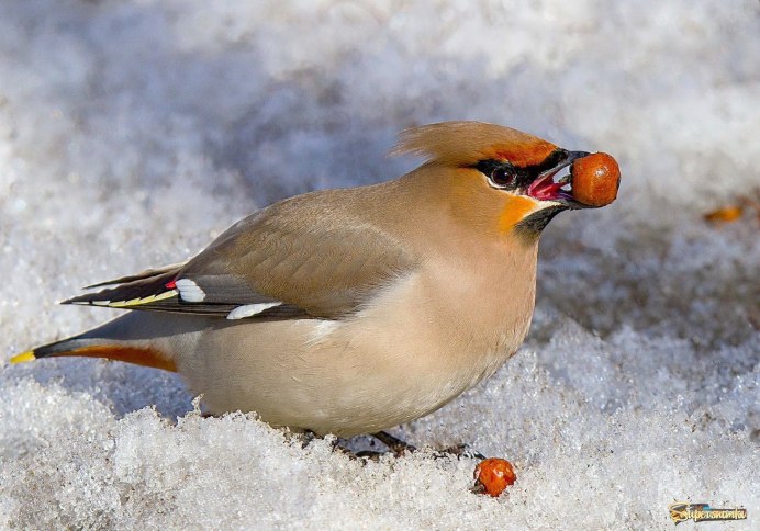 Сойка и свиристель
