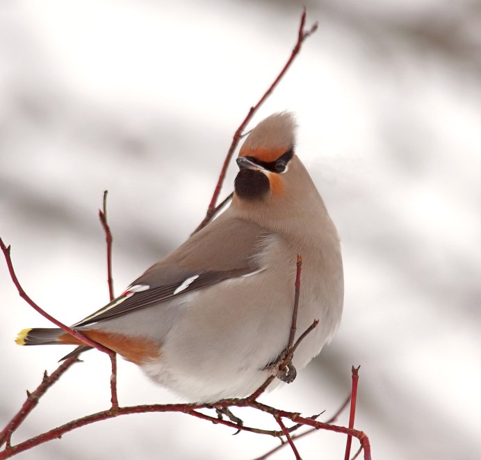 Свиристель обыкновенный