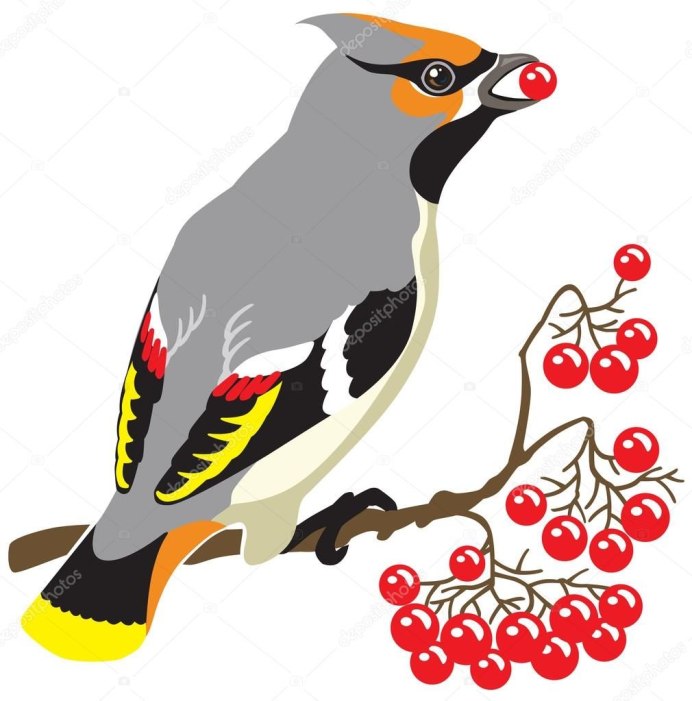 Вьюрок Коростель свиристель