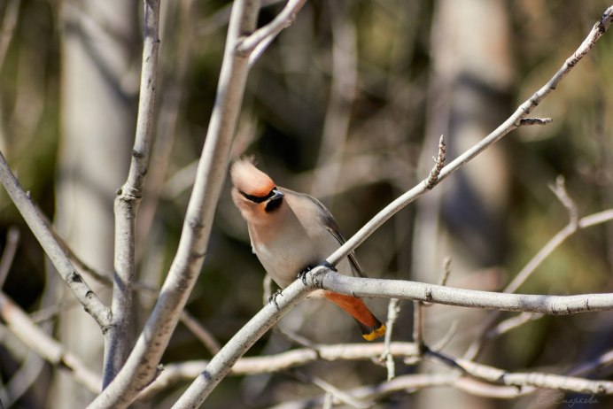 Карточка свиристель для детей