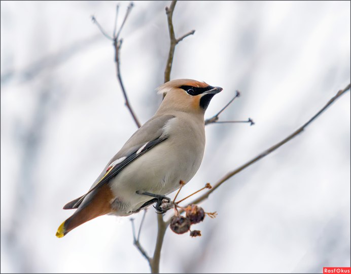 Свиристель Южного Урала