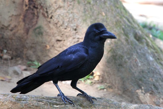 Беннетов ворон