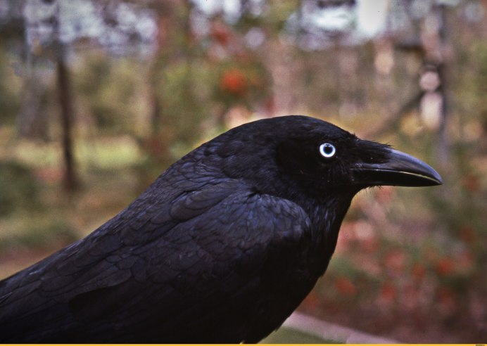 Пегая ворона