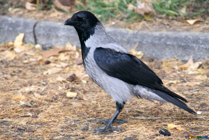 Вороны перелетные птицы