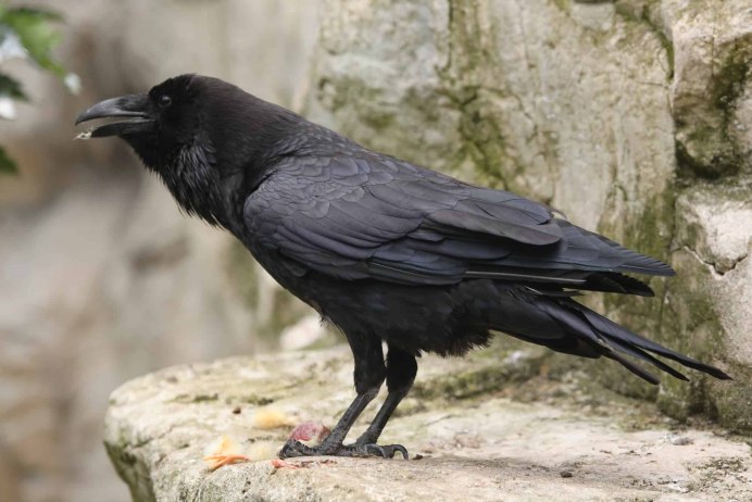 Гавайский ворон Corvus hawaiiensis