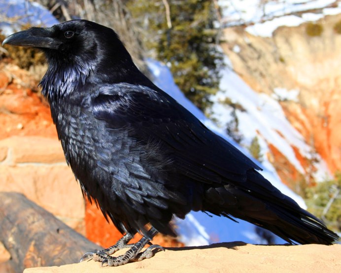 Ворон обыкновенный