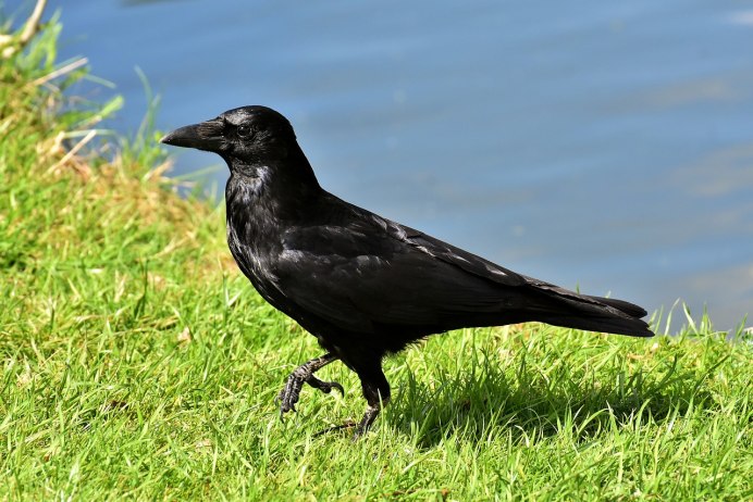 Corvus crassirostris