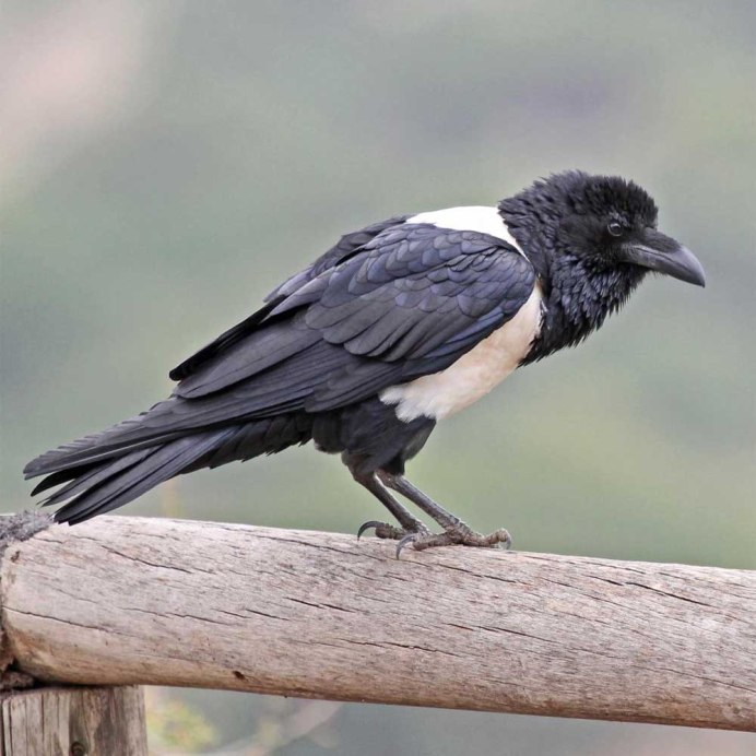 Гуамский ворон