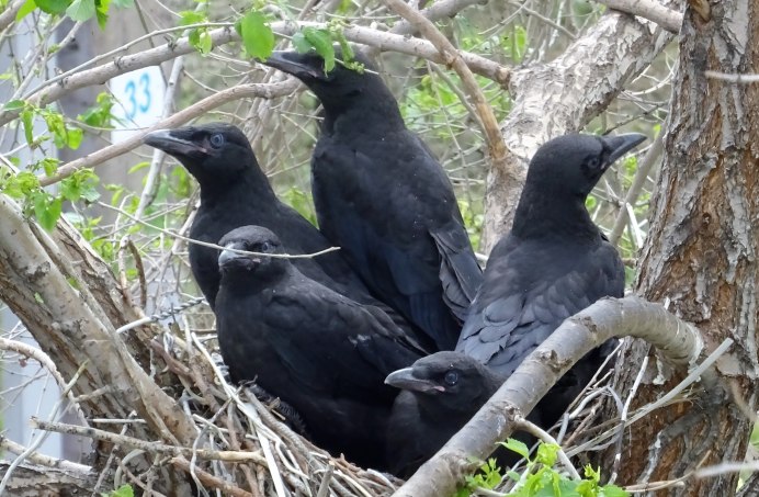 Ворона со спины