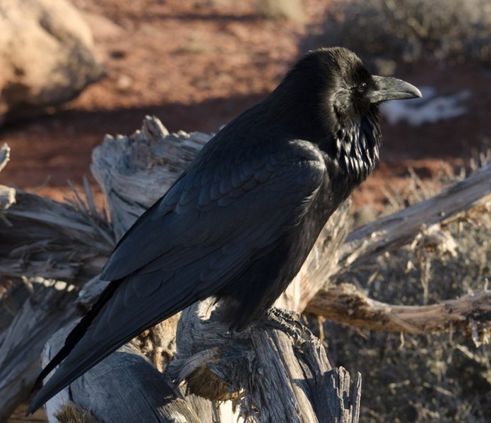 Ворон птица пересмешник