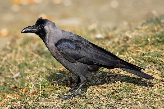 Ворон Corvus Corax