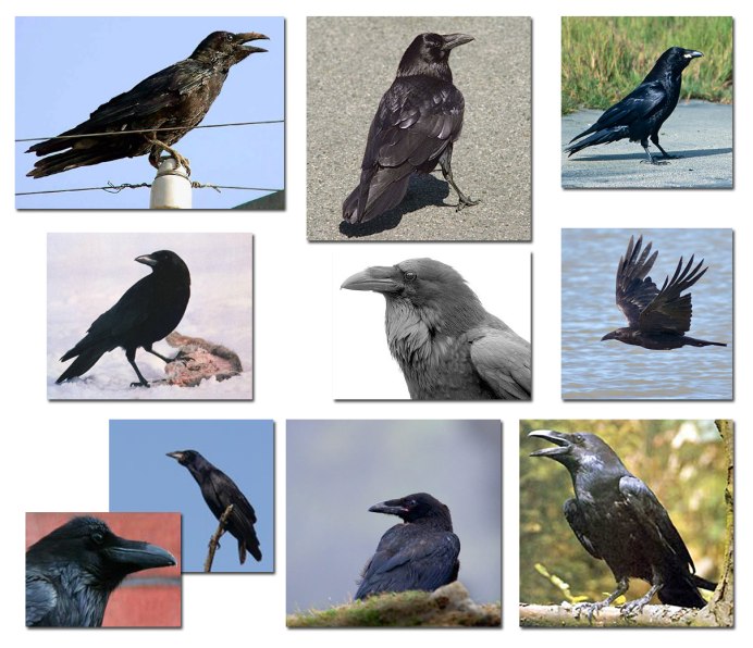 Птица Галка и Грач