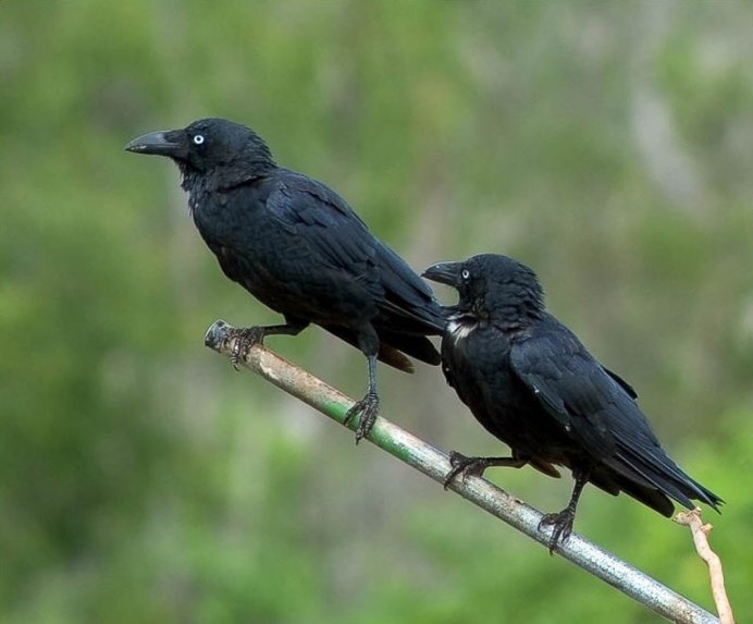 Corvus brachyrhynchos